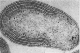 【干貨】水中溶解氧量DO過(guò)低導致的氨氮超標原因及處理方法