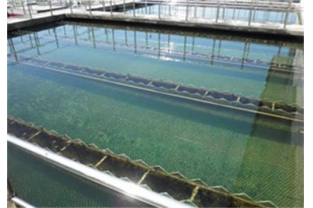 水樣檢測時(shí)，氨氮為什么常常大于總氮？