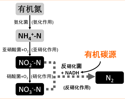 水中氮的形態(tài)及轉換過(guò)程